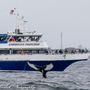 Photo of American Princess Cruises