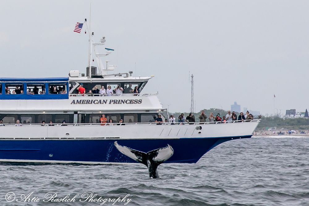 American Princess Cruises