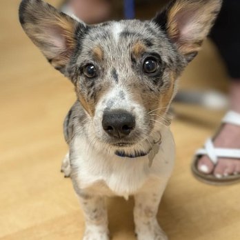 Apple Valley Veterinary Clinic - Welcome Winston, a 4 month old American Corgi, who came in for his first puppy visit today. He is as sweet as he is cute! - Veterinarians Near Me - Appleton, Wisconsin