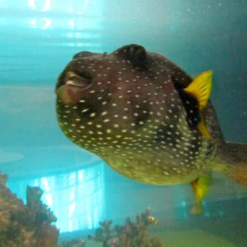 Seaport Aquarium - Parrot fish - Aquariums Near Me - Wildwood, New Jersey Seaport Aquarium - Parrot fish - Aquariums Near Me - Wildwood, New Jersey