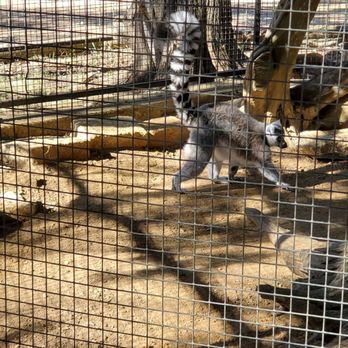 Austin Zoo - Zoos Near Me - Austin, Texas