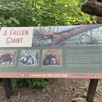 Calaveras Big Trees State Park - Fallen giant - Parks Near Me - Arnold, California