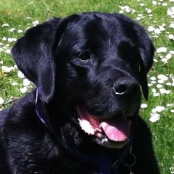 Golden Lotus Spiritual Healing - Animal Healing Sessions
