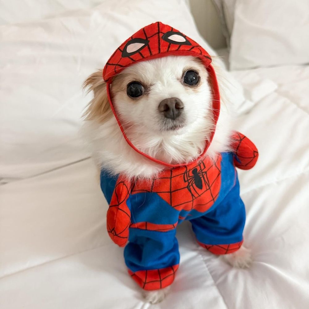 Advanced Veterinary Medical Center - Tobi also has so much energy to save the world now thanks to advance even though he is only 6 inches tall and weighs 4.7lbs - Veterinarians Near Me - Milpitas, California