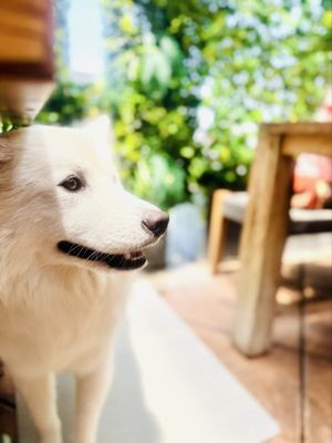 Steamy Piggy by null