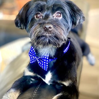 Planet Pet - Pet Groomers Near Me - Cave Creek, Arizona Planet Pet - Pet Groomers Near Me - Cave Creek, Arizona