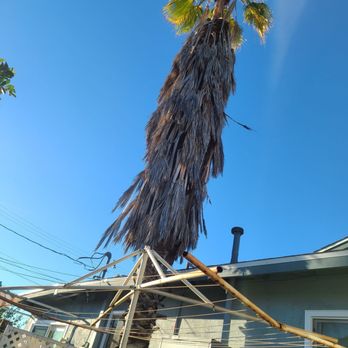 A & M Tree Specialist - 2 trees cypress and a palm before and after - Tree Services Near Me - Orange, California A & M Tree Specialist - 2 trees cypress and a palm before and after - Tree Services Near Me - Orange, California