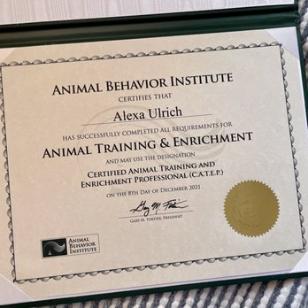 Walk the Dog - Trainer Alexa is a Certified Professional of Animal Training & Enrichment. - Pet Training Near Me Walk the Dog - Trainer Alexa is a Certified Professional of Animal Training & Enrichment. - Pet Training Near Me