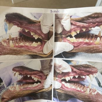 The Pet Advocate - Before and after teeth cleaning - Veterinarians Near Me - Tracy, California