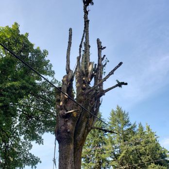 Integra-Tree - Large codominant maple next to Street and power lines - Tree Services Near Me Integra-Tree - Large codominant maple next to Street and power lines - Tree Services Near Me