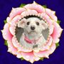 Photo of Paws & Spa Pet Salon