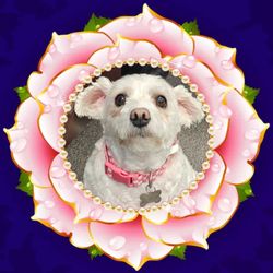 Paws & Spa Pet Salon