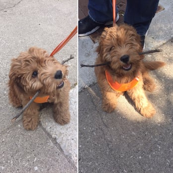 Wrigleyville Pet Care Services - Fintan - Dog Walkers Near Me Wrigleyville Pet Care Services - Fintan - Dog Walkers Near Me