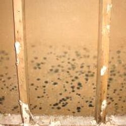 Check For Mold 31 Reviews Home Inspectors 6185 Magnolia Ave Check For Mold 31 Reviews Home Inspectors 6185 Magnolia Ave Riverside Ca Phone Number Yelp