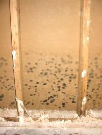 Check for Mold - mold inspector in Riverside, CA