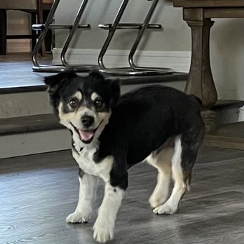 Pet Wash Center - Summer cut for the smallest - Pet Groomers Near Me - Riverside, California Pet Wash Center - Summer cut for the smallest - Pet Groomers Near Me - Riverside, California