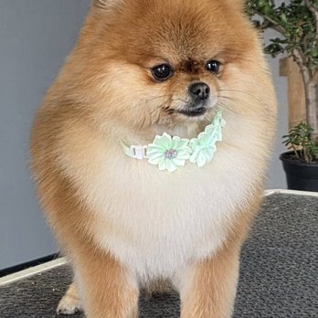 Bed Bark And Beyond - Pet Groomers Near Me - Portland, Tennessee Bed Bark And Beyond - Pet Groomers Near Me - Portland, Tennessee