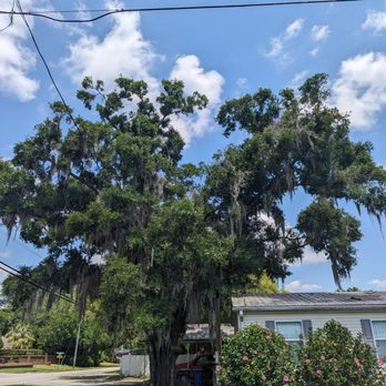 A.T.& Trees - Tree Services Near Me - Tampa, Florida