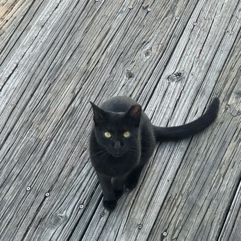 Tarpon's Table - The sweet cat show up while we having dinner. He's super cute. - New American Near Me - Red Hook, Virgin Islands
