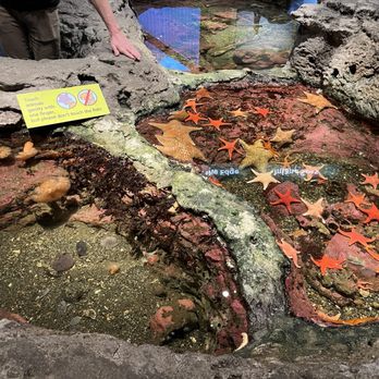 Seattle Aquarium - Stars and sea cucumbers - Aquariums Near Me - Seattle, Washington