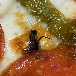 Pizza Hut - Would you serve this to a person?