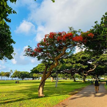 Ala Moana Regional Park - Royal Poinciana trees share their fiery beauty to all. - Parks Near Me - Honolulu, Hawaii