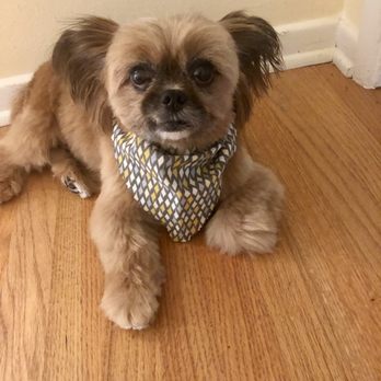 Paws Pet Grooming - Pet Groomers Near Me - Torrance, California Paws Pet Grooming - Pet Groomers Near Me - Torrance, California