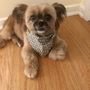 Photo of Paws Pet Grooming