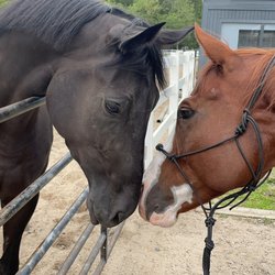Chestnut Bay Equestrian