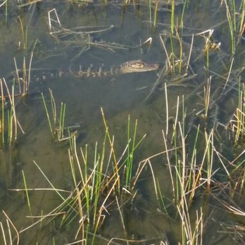 Wellington Environmental Preserve - Section 24 - Baby gator - Hiking Near Me - Wellington, Florida Wellington Environmental Preserve - Section 24 - Baby gator - Hiking Near Me - Wellington, Florida
