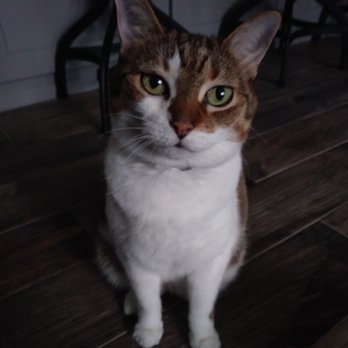 Coastal Canines - One of our cutest clients - Sugar! - Dog Walkers Near Me Coastal Canines - One of our cutest clients - Sugar! - Dog Walkers Near Me
