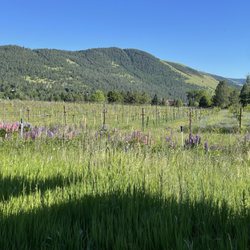 Ten Spoon Vineyard and Winery - The grape vines bordered by wildflowers.