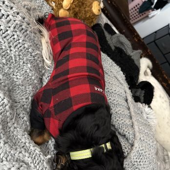 Oliver's Emporium - Onesie and Highland cow - Pet Stores Near Me - Big Bear Lake, California