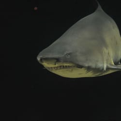 Aquarium de Vendée - Les requins font partie de votre visite au 7ème continent