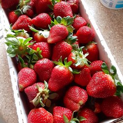 Hodges Strawberry Farm - Field fresh strawberries, pick your own or by reservation. Mid March through May...then blackberry season!