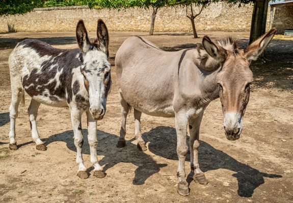Petit Trianon by null