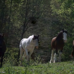 Hatchers Creek Ranch - Some of the horses from our ranch.