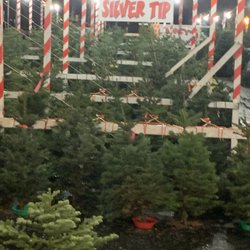 Clancy’s Christmas Trees - Trees