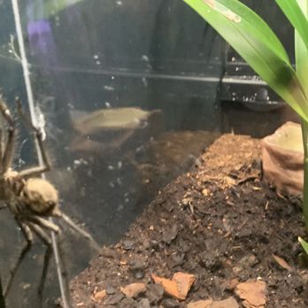 Pacific Science Center - Many many spiders - Museums Near Me - Seattle, Washington