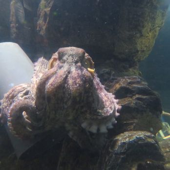 Dingle Oceanworld Mara Beo - Octopus - Aquariums Near Me - Dingle, Kentucky