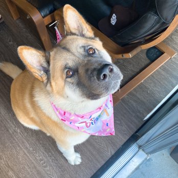 Doggie Style Pets - Pet Stores Near Me - San Diego, California Doggie Style Pets - Pet Stores Near Me - San Diego, California