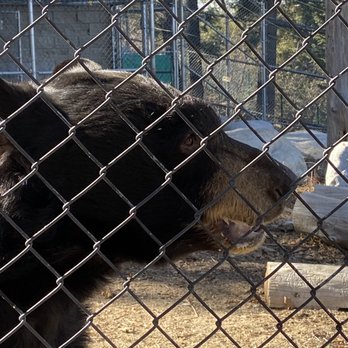 Wildhaven Ranch - Zoos Near Me - Cedar Glen, California Wildhaven Ranch - Zoos Near Me - Cedar Glen, California