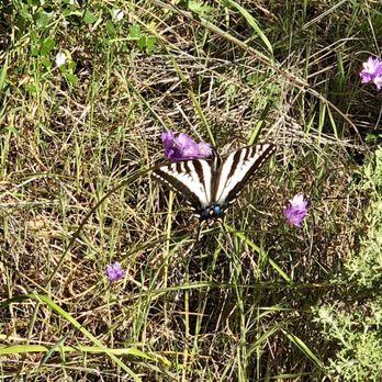 Rattlesnake Canyon - Beautiful butterflies fly gracefully - Hiking Near Me - Santa Barbara, California Rattlesnake Canyon - Beautiful butterflies fly gracefully - Hiking Near Me - Santa Barbara, California