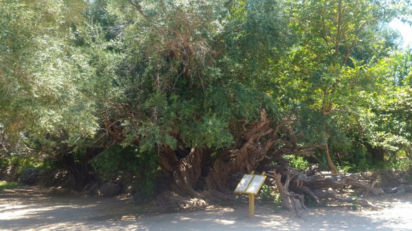 Misión San Francisco Javier de Viggé-Biaundó by null