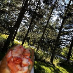 Lobster Roll in Acadia, ME