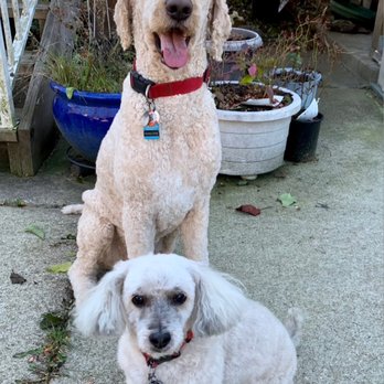 Brookswood K-9 Design - Marlowe & Poppy after a perfect grooming by Cat at Shampoodles (Aka Brookswood K-9 Design) - Pet Groomers Near Me - Langley Twp, British Columbia Brookswood K-9 Design - Marlowe & Poppy after a perfect grooming by Cat at Shampoodles (Aka Brookswood K-9 Design) - Pet Groomers Near Me - Langley Twp, British Columbia