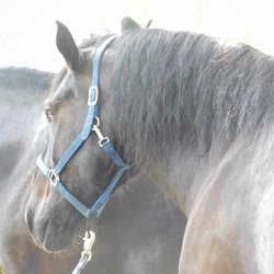 Old time Carriage - Beautiful Horses.