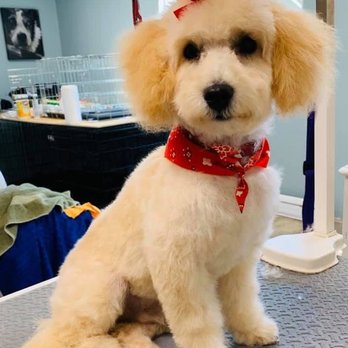 Grooming by Joan - Puppy trim - Pet Groomers Near Me - Clearlake, California Grooming by Joan - Puppy trim - Pet Groomers Near Me - Clearlake, California