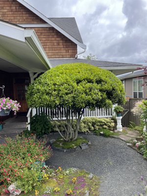 Hedge Trimming 2024 - Hello! I'm Nick, a passionate hedge trimming specialist with 15 years of experience in the landscaping industry. I have a keen eye for detail and a deep appreciation for transforming outdoor spaces through meticulous hedge trimming and pruning techniques. Hedge Trimming 2024 - Hello! I'm Nick, a passionate hedge trimming specialist with 15 years of experience in the landscaping industry. I have a keen eye for detail and a deep appreciation for transforming outdoor spaces through meticulous hedge trimming and pruning techniques.