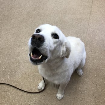 Raining Cats & Dogs - Excited to see me - Pet Stores Near Me - Escondido, California Raining Cats & Dogs - Excited to see me - Pet Stores Near Me - Escondido, California
